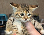 Кошки в Москве: Котёнок девочка в добрые руки  Девочка, Бесплатно - фото 3