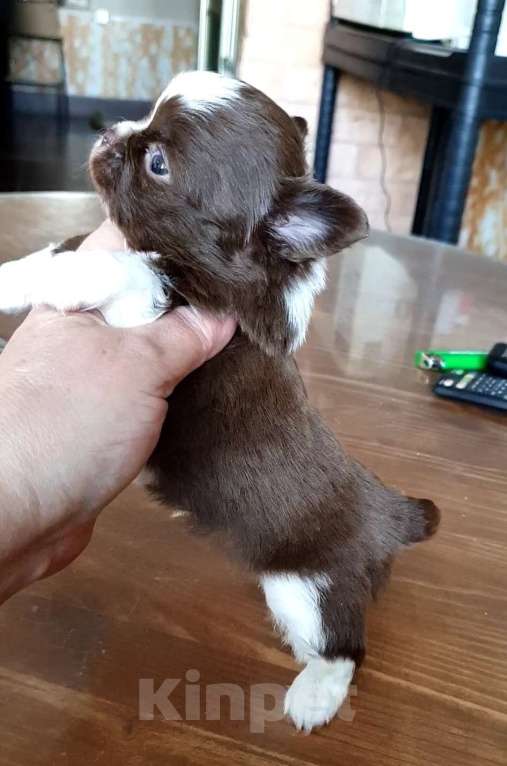 Собаки в Зеленограде: Чихуахуа мальчики Мальчик, 30 000 руб. - фото 4