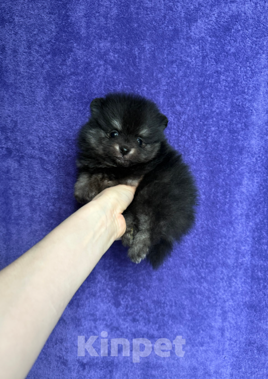 Собаки в Москве: Девочка черно-подпалая Девочка, 30 000 руб. - фото 1