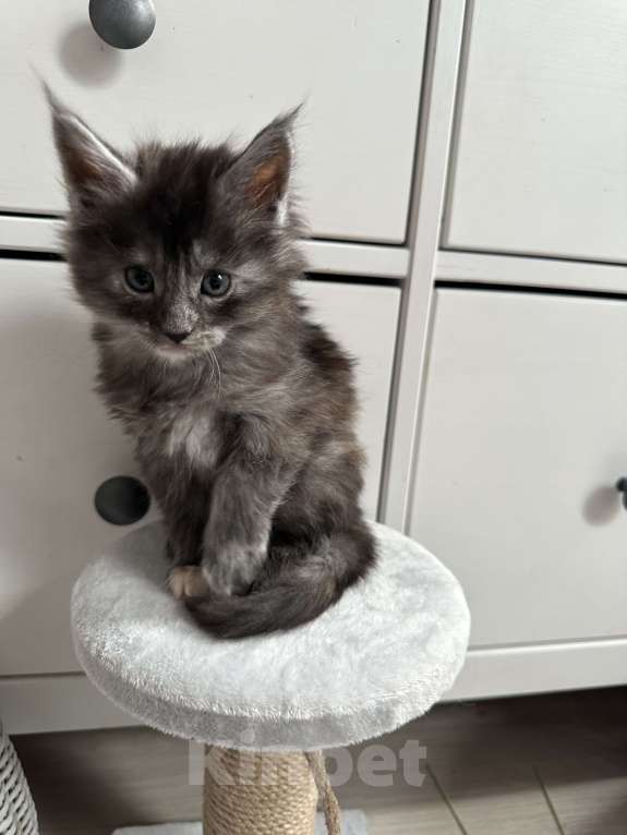 Кошки в Санкт-Петербурге: Котята мейн кун полидакты и классика Разнополые, 50 000 руб. - фото 9