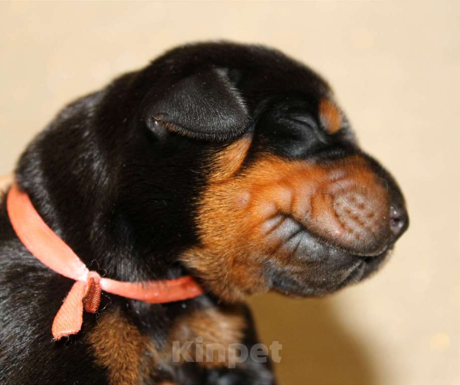 Собаки в Москве: Щенки добермана Разнополые, Бесплатно - фото 4