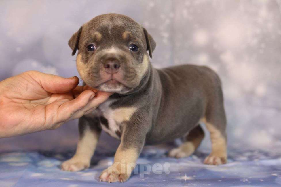 Собаки в Всеволожске: ММ ДОН РАМОН Мальчик, Бесплатно - фото 5