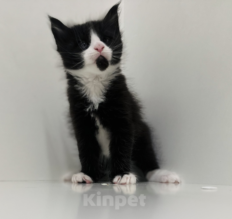 Кошки в Москве: Котята мейн кун Девочка, 60 000 руб. - фото 5