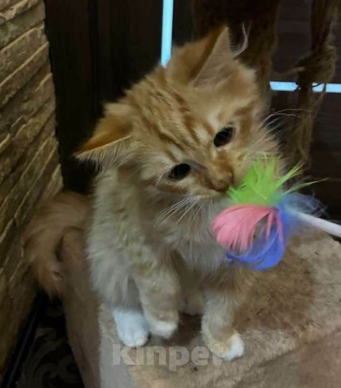 Кошки в Москве: Рыжий котенок в дар Мальчик, Бесплатно - фото 2
