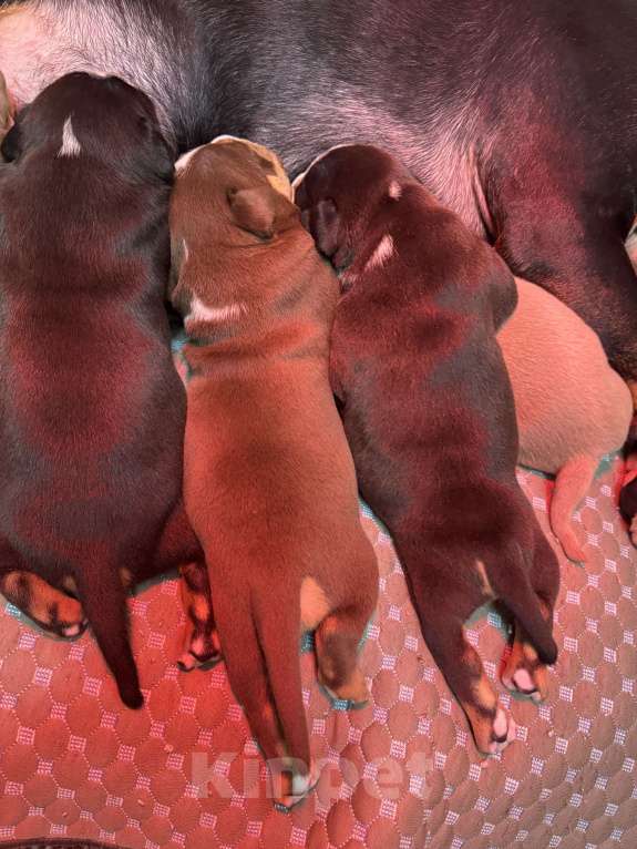 Собаки в Москве: Американский булли щенки Мальчик, 75 000 руб. - фото 5