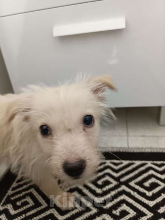 Собаки в Москве: Девочка, 4,5 месяца Девочка, 100 руб. - фото 1