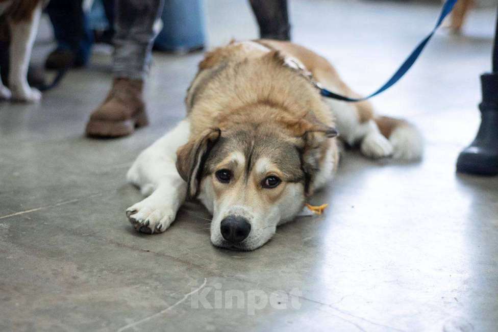 Собаки в Красногорске: ПЕРСИК Мальчик, Бесплатно - фото 5