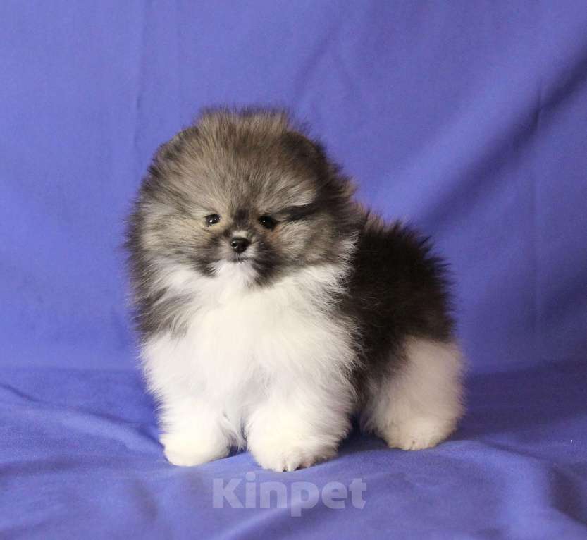 Собаки в Люберцах: Красивый щенок шпица Мальчик, 50 000 руб. - фото 2