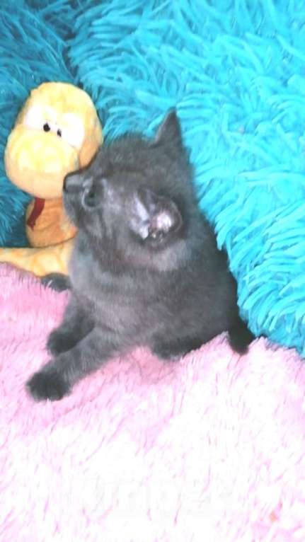 Кошки в Москве: Шотландские котята  Девочка, 8 000 руб. - фото 3