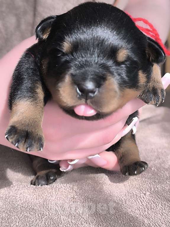 Собаки в Москве: Щенки ротвейлера от питомника Разнополые, Бесплатно - фото 1