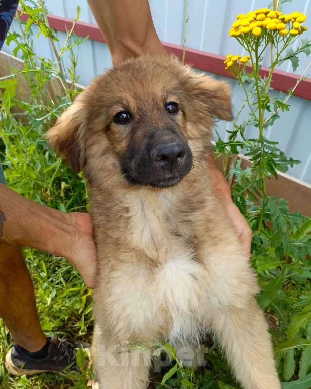 Собаки в Москве: Деточка Злата  Девочка, Бесплатно - фото 2