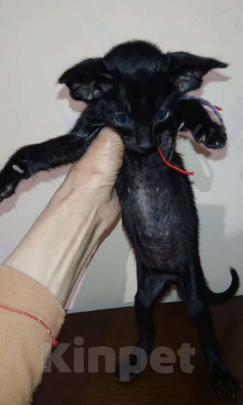 Кошки в других городах Воронежской области: Продажа ориентальных котят. Разнополые, 25 000 руб. - фото 6