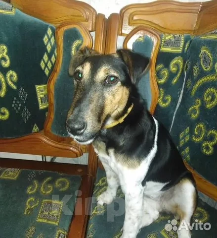 Собаки в Сураже: Продам щенков фокстерьера Девочка, 7 000 руб. - фото 7