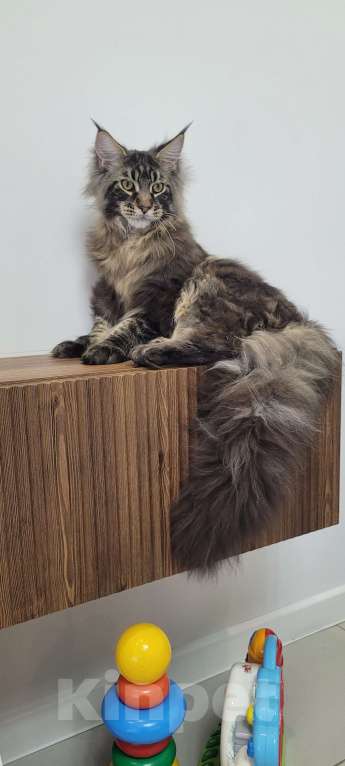 Кошки в Москве: Котенок мейн-кун  Мальчик, 60 000 руб. - фото 9