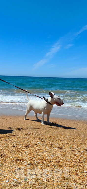 Собаки в Волжском: Сладкая булочка  Мальчик, 90 руб. - фото 1