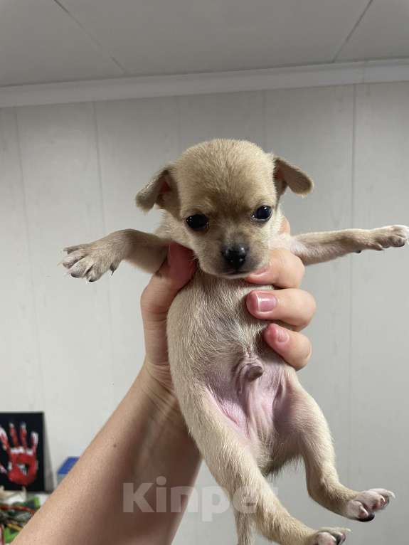 Собаки в Бронницах: Щенок чихуахуа мальчик Мальчик, 10 000 руб. - фото 2