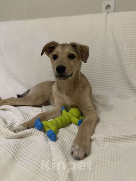 Собаки в Уфе: Щенок Девочка, Бесплатно - фото 2