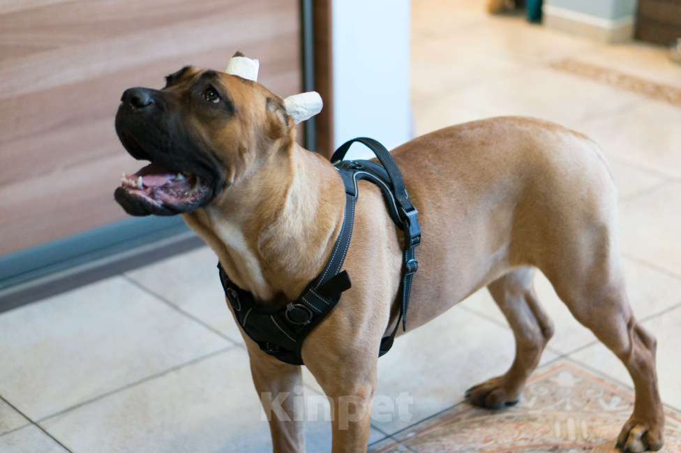 Собаки в Волоколамске: Щенок Кане-Корсо Девочка, 90 000 руб. - фото 2