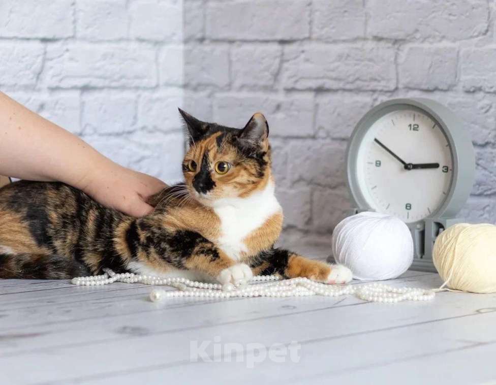 Кошки в Москве: Шери ищет дом  Девочка, Бесплатно - фото 6