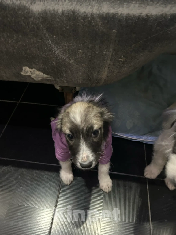 Собаки в Москве: Щенки ищут дом! Девочка, Бесплатно - фото 5