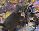 Кошки в Москве: котенок 1,5 месяца ищет дом Мальчик, Бесплатно - фото 2