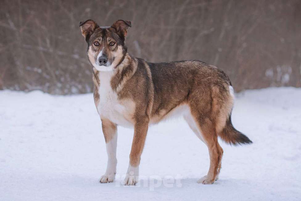 Собаки в Москве: Дива Девочка, Бесплатно - фото 2