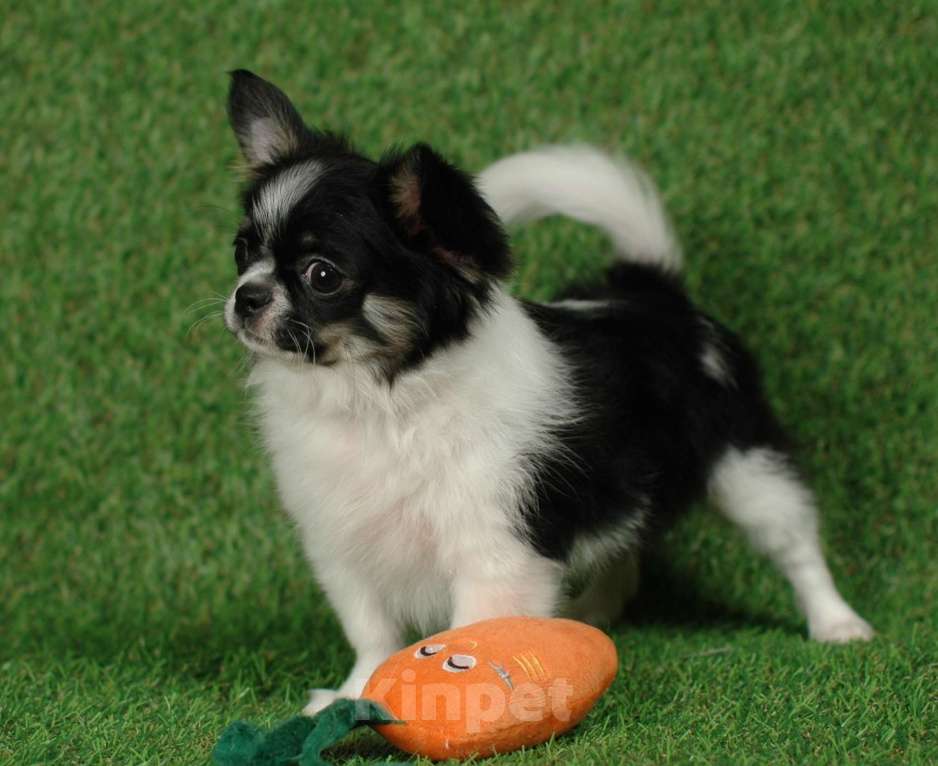 Собаки в Москве: Веселый малыш чихуа Мальчик, 20 000 руб. - фото 1