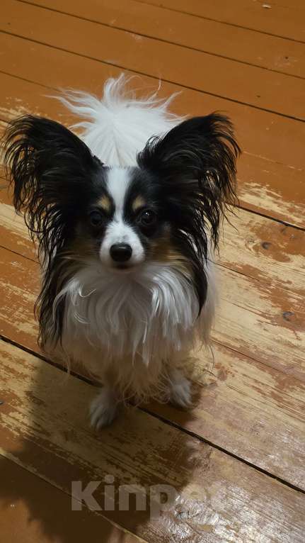 Собаки в других городах Московской области: Щенки Папильон с родословной европейских чемпионов  Мальчик, Бесплатно - фото 2