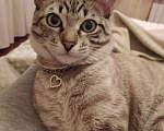 Кошки в Батайске: потерялся котик Мальчик, 1 руб. - фото 2