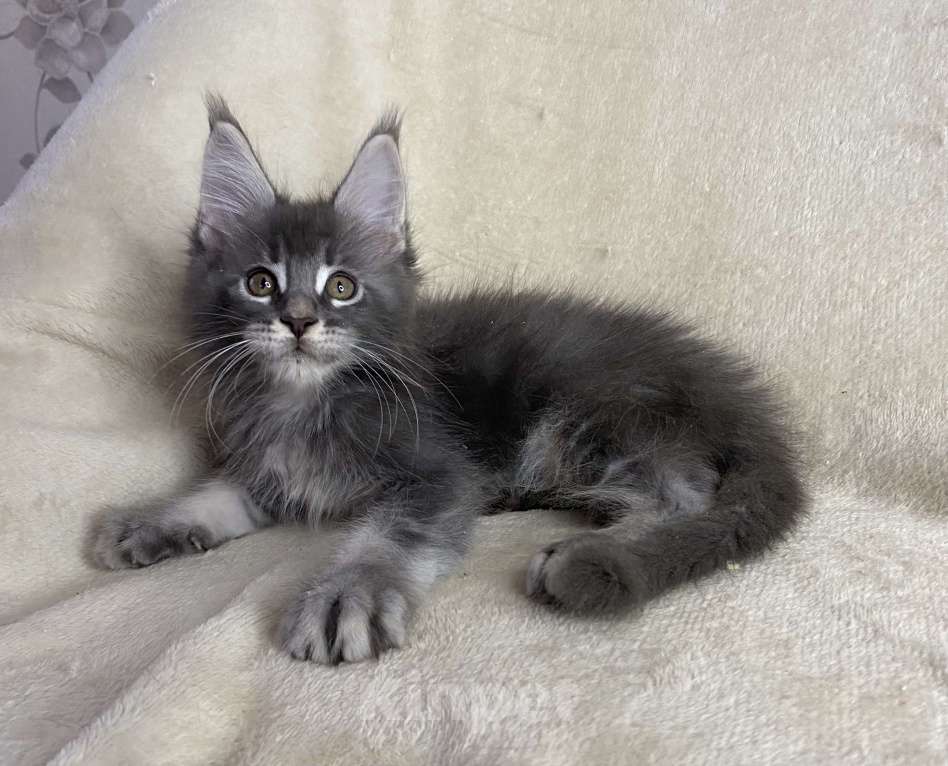 Кошки в Дмитрове: Голубой тикированный мальчик мейн кун Xanti Мальчик, 40 000 руб. - фото 5