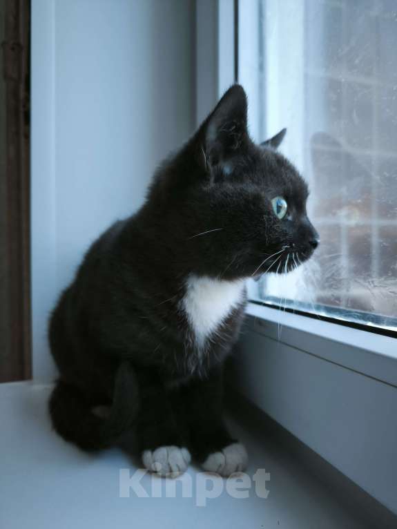 Кошки в Санкт-Петербурге: Активный, ласковый мальчик 4 мес Мальчик, Бесплатно - фото 1