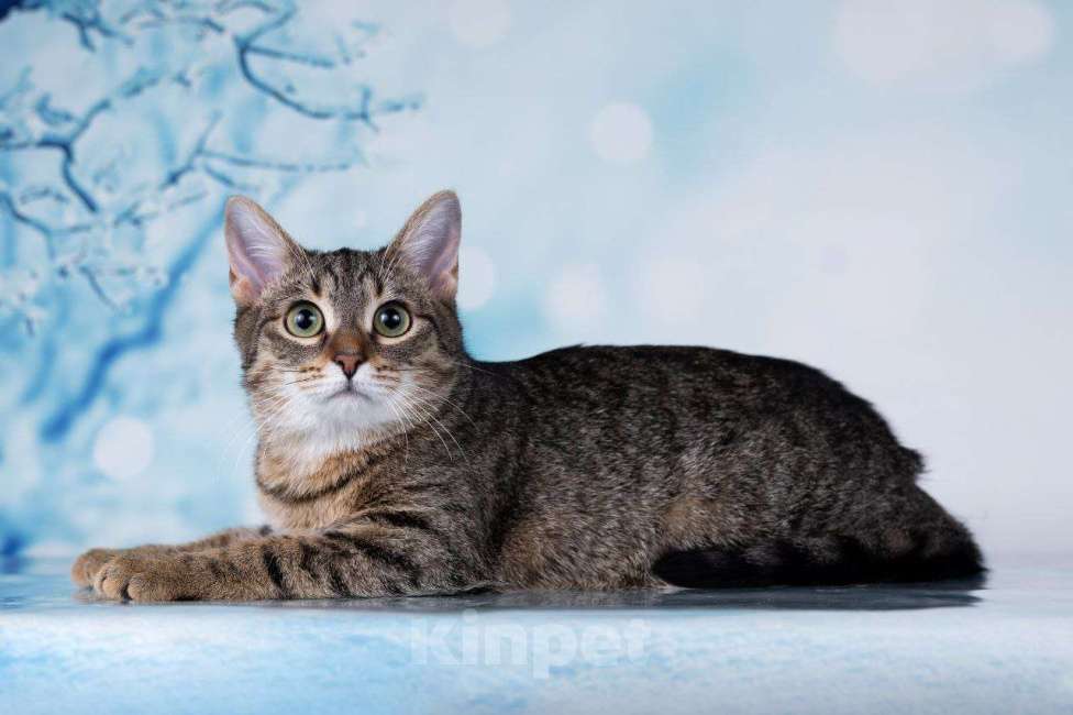 Кошки в Москве: Тарзан ищет семью Мальчик, 50 руб. - фото 5