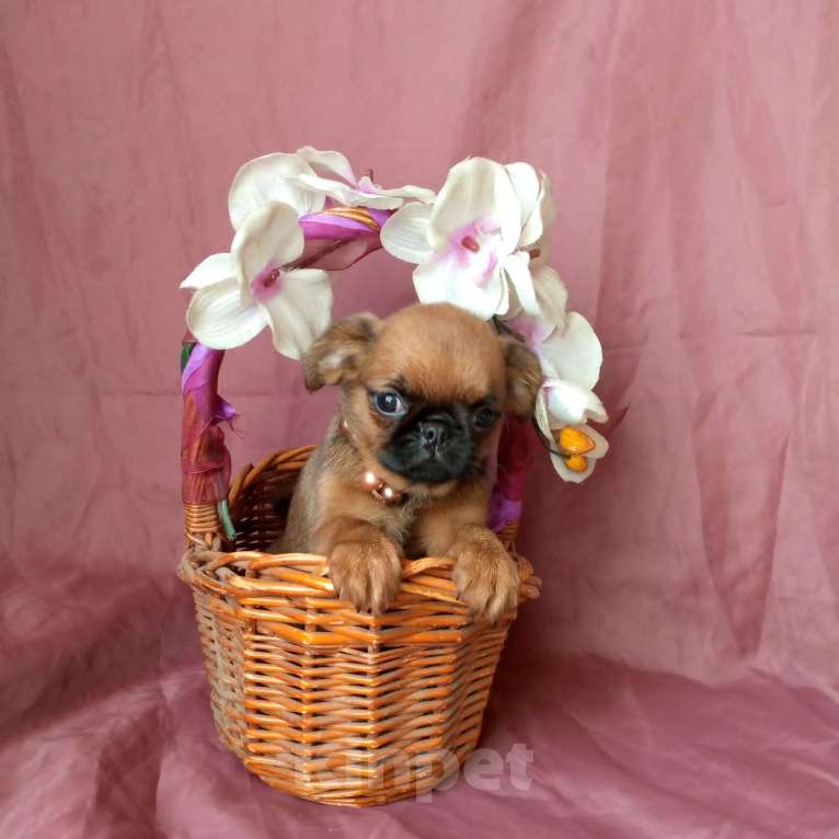 Собаки в Москве: Пти-брабансон золотая девочка Девочка, 55 000 руб. - фото 3