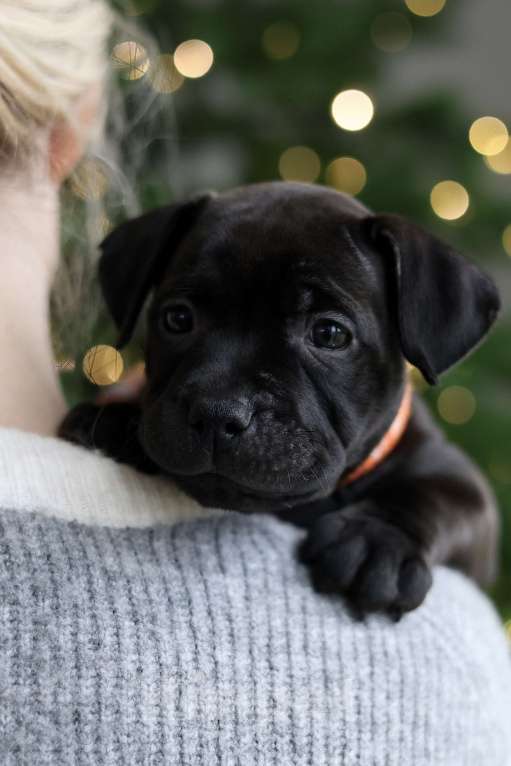 Собаки в Воронеже: стаффи/стаффордширский бультерьер Девочка, 45 000 руб. - фото 1