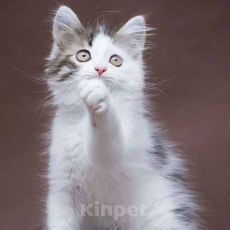 Кошки в Москве: Котенка Зайчика никто не хочет забирать Мальчик, Бесплатно - фото 2