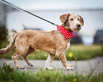 Собаки в Москве: Очаровательный коротколапик Каспер ищет дом! Мальчик, Бесплатно - фото 3