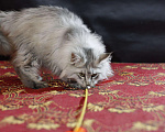 Кошки в Ардоне: Котята Мейн кун, 30 000 руб. - фото 7