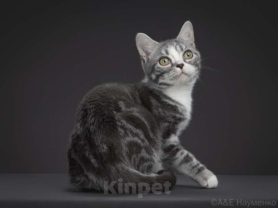 Кошки в Москве: Американская короткошерстная кошка Девочка, 70 000 руб. - фото 5