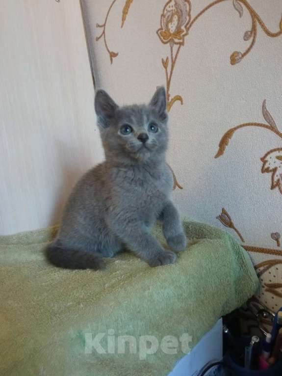 Кошки в Сосновом Бору: Котенок русской голубой Мальчик, 40 000 руб. - фото 2