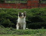 Собаки в Рязани: Подрощеные щенки шелти. Мальчик, 50 000 руб. - фото 3