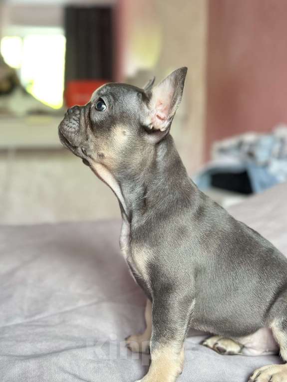 Собаки в Иркутске: Лютер Мартин  Мальчик, 70 000 руб. - фото 4