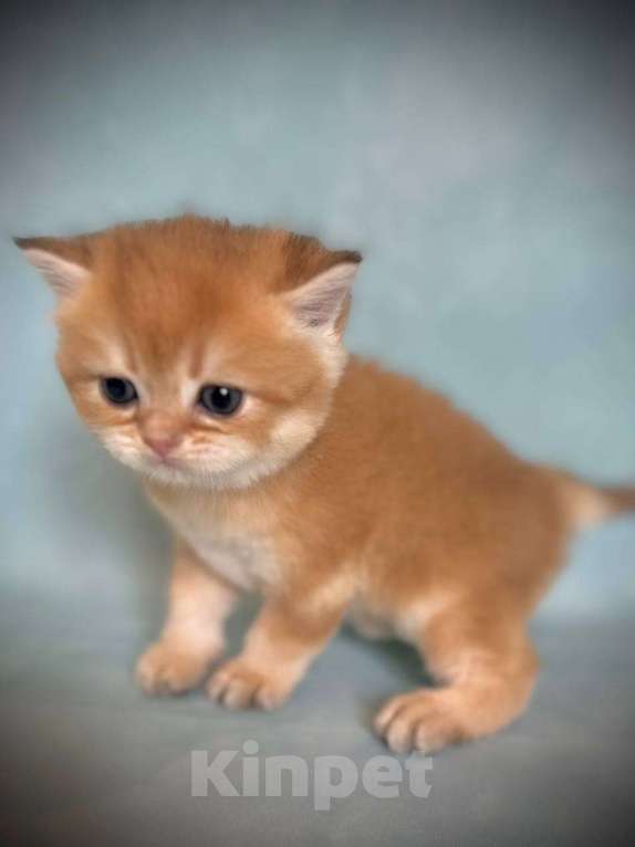 Кошки в Калуге: Британская золотая шиншилла Девочка, 45 000 руб. - фото 2