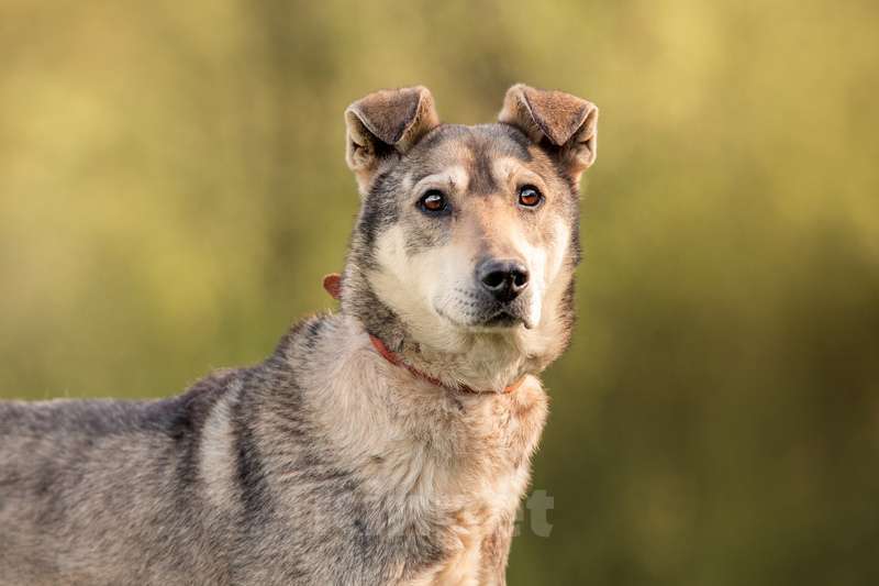Собаки в Москве: Джек — замечательный мальчик в поисках своей семьи и дома Мальчик, 1 руб. - фото 2