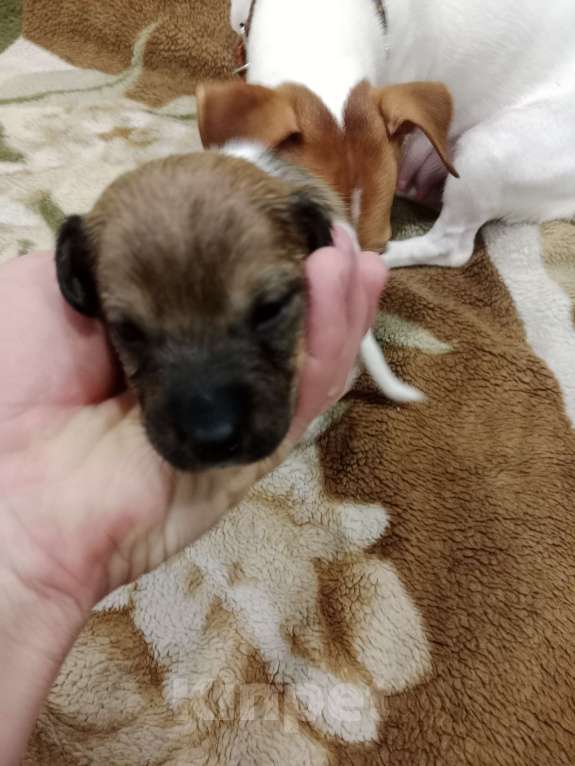 Собаки в Тольятти: Мальчик Мальчик, 20 000 руб. - фото 3