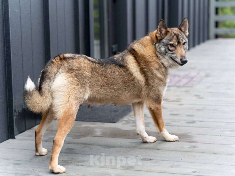 Собаки в Москве: Мудрая малышка Батоша ищет дом. Девочка, Бесплатно - фото 5