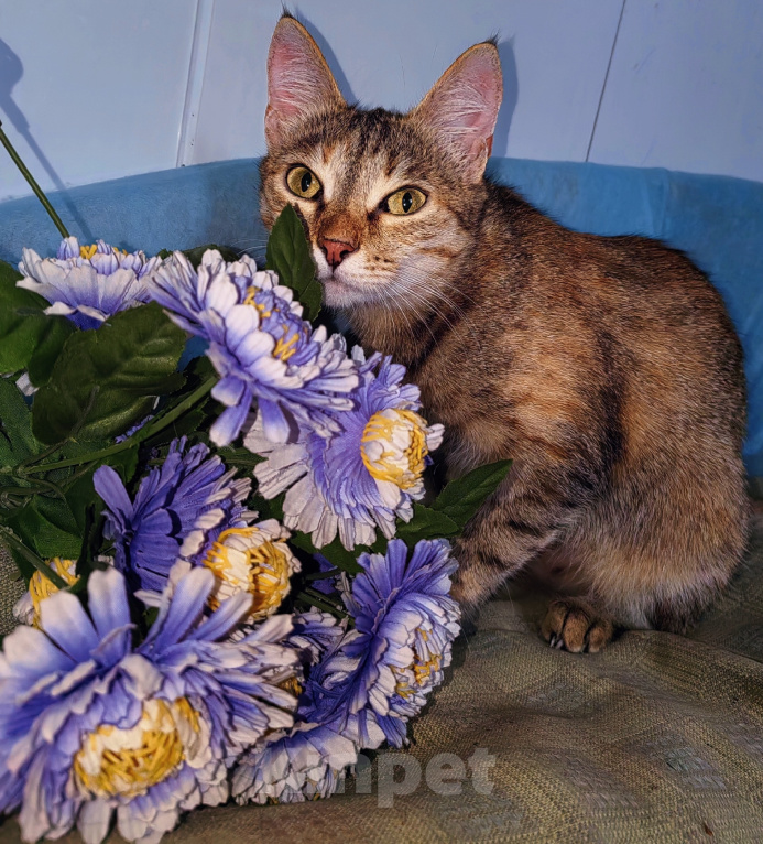 Кошки в Уфе: Кошечка Сима в добрые руки Девочка, Бесплатно - фото 7