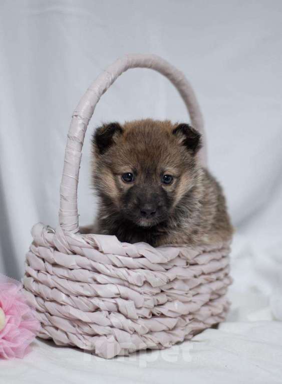 Собаки в Ногинске: Щенок девочка в поиске семьи Девочка, Бесплатно - фото 6