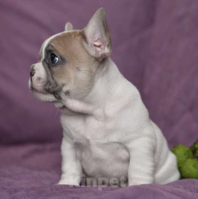 Собаки в других городах Воронежской области: Мальчик французский бульдог  Мальчик, 55 000 руб. - фото 3