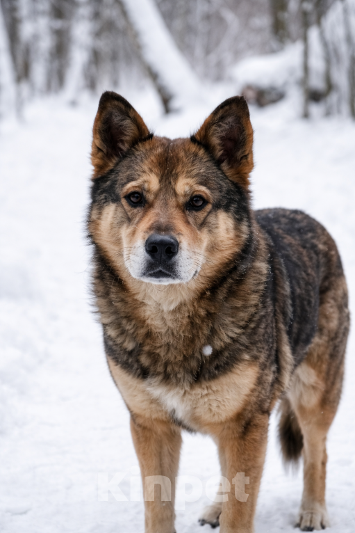 Собаки в Москве: Малышка Вера ищет дом Девочка, Бесплатно - фото 1