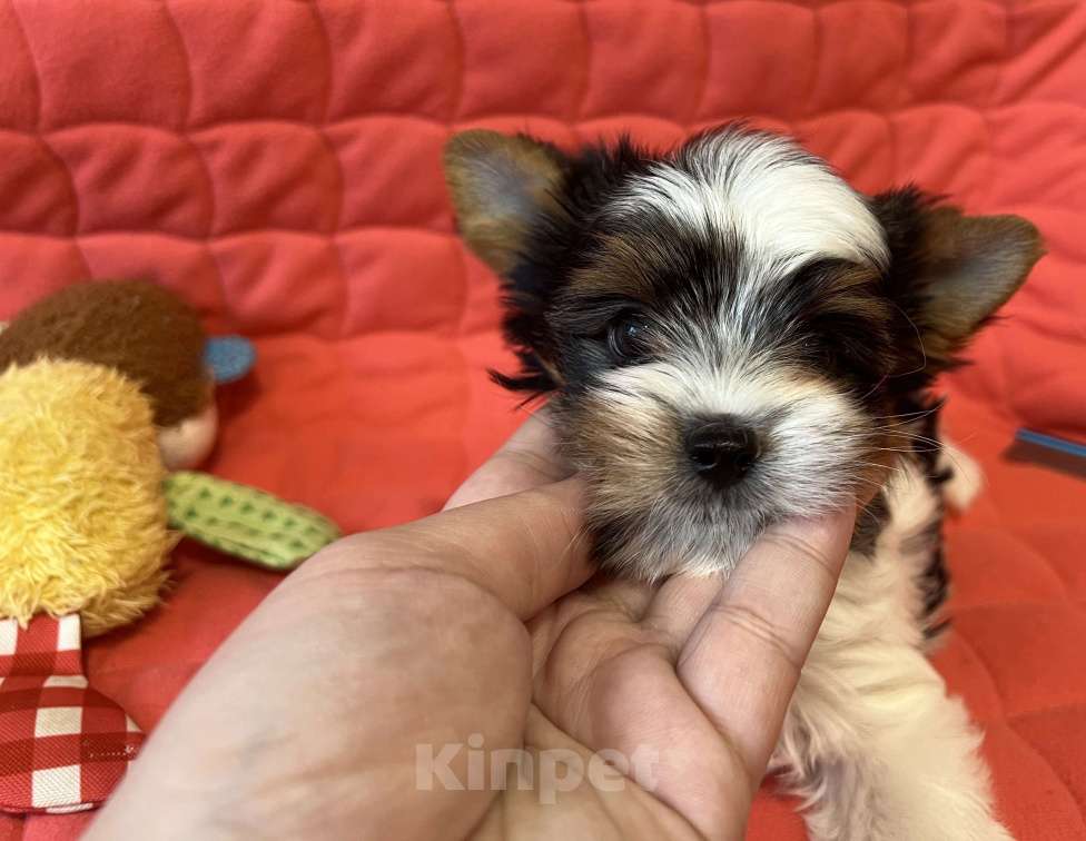 Собаки в Челябинске: Кобель Бивер терьера Мальчик, Бесплатно - фото 3